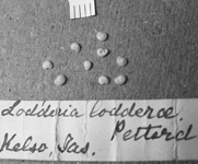Lodder, Mary